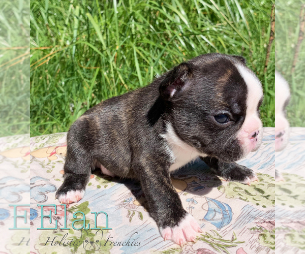 Medium Photo #12 French Bulldog Puppy For Sale in EUGENE, OR, USA