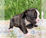 Small Photo #12 French Bulldog Puppy For Sale in EUGENE, OR, USA