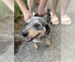 Small #1 Mutt