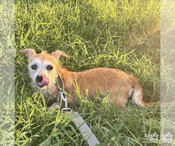 Medium Photo #7 Mutt Puppy For Sale in Washington, DC, USA