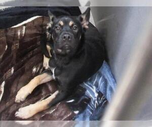 Medium Labrador Retriever Mix