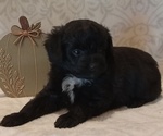 Puppy 5 Aussiedoodle Toy