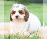 Small #3 Cavapoo (Miniature)