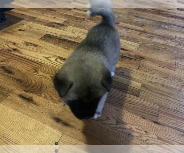 Medium Photo #3 Akita Puppy For Sale in UNION CITY, GA, USA