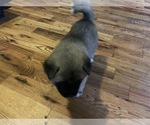 Small Photo #3 Akita Puppy For Sale in UNION CITY, GA, USA