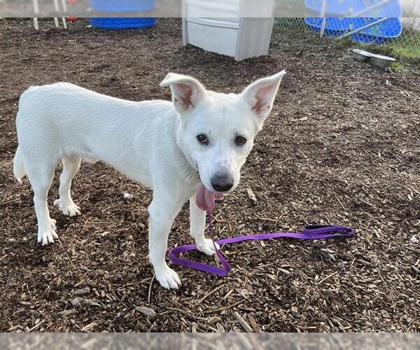 Medium Photo #1 Shepradors Puppy For Sale in McKinleyville, CA, USA