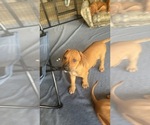 Small #2 Rhodesian Ridgeback