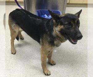 German Shepherd Dog Dogs for adoption in Riverside, CA, USA