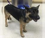 Small German Shepherd Dog