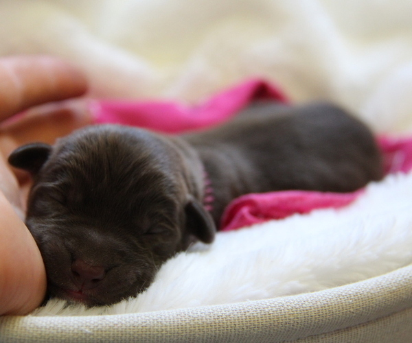 Medium Photo #7 Labrador Retriever Puppy For Sale in HYDE PARK, VT, USA