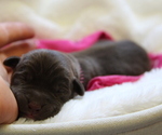 Small Photo #7 Labrador Retriever Puppy For Sale in HYDE PARK, VT, USA