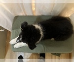 Small #2 Australian Shepherd