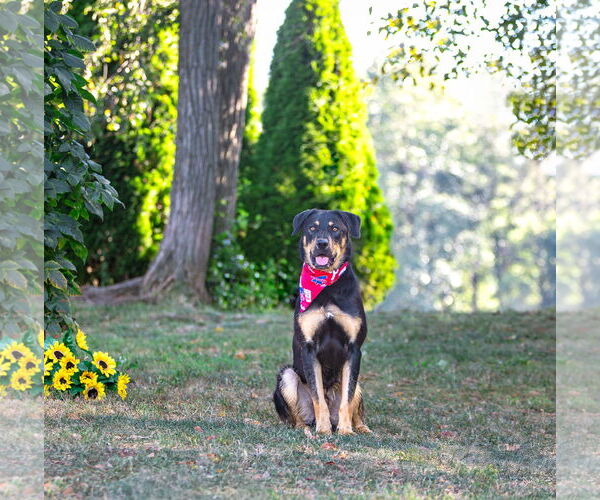 Medium Photo #3 German Shepherd Dog-Unknown Mix Puppy For Sale in Unionville, PA, USA