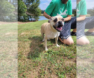 Pug-Unknown Mix Dogs for adoption in Linton, IN, USA