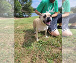 Baby - Female Pug-Unknown Mix Dog for Adoption - Small photo