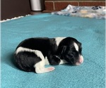 Puppy Stripe Border Collie-Papillon Mix