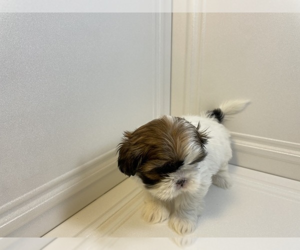 Medium Photo #2 Shih Tzu Puppy For Sale in LIBERTY TWP, OH, USA