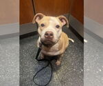 Small #1 American Pit Bull Terrier-Staffordshire Bull Terrier Mix