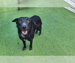 Labrador Retriever-Unknown Mix Dogs for adoption in Grand Prairie, TX, USA