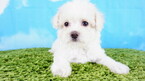 Small Photo #4 Maltipoo Puppy For Sale in LAS VEGAS, NV, USA