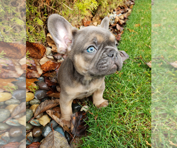Medium Photo #8 French Bulldog Puppy For Sale in MARYSVILLE, WA, USA