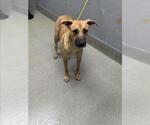 Small German Shepherd Dog Mix