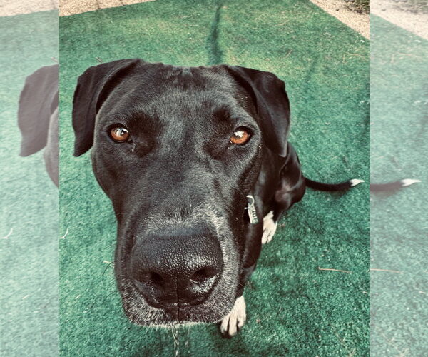 Medium Photo #10 Labrador Retriever-Staffordshire Bull Terrier Mix Puppy For Sale in Oakhurst, NJ, USA