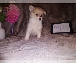 Chiranian Puppy for sale in HAYDEN, AL, USA