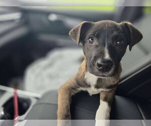 German Shepherd Dog-Unknown Mix Dogs for adoption in New London, WI, USA