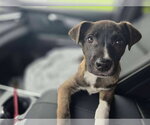 Small German Shepherd Dog Mix