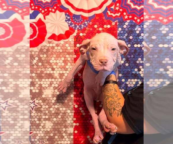 Medium Photo #13 Mutt Puppy For Sale in New York, NY, USA
