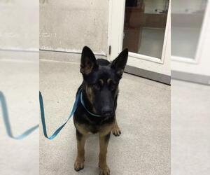 German Shepherd Dog Dogs for adoption in Riverside, CA, USA