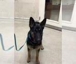 Small German Shepherd Dog