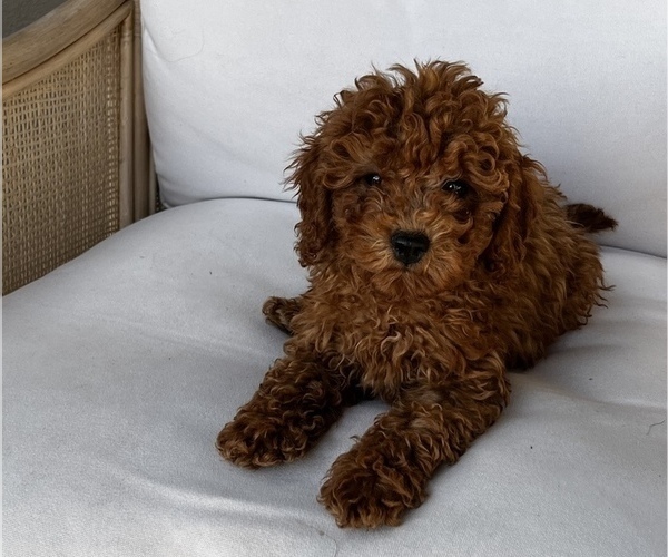 Medium Photo #1 Poodle (Toy) Puppy For Sale in NEW RIVER, AZ, USA