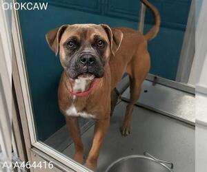 Bullboxer Pit Dogs for adoption in Oklahoma City, OK, USA