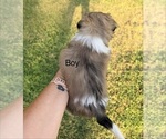 Small #8 Shih Tzu