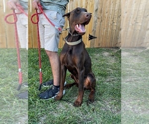 Father of the Doberman Pinscher puppies born on 08/16/2022