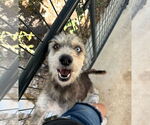 Small #5 Huskies -Poodle (Standard) Mix