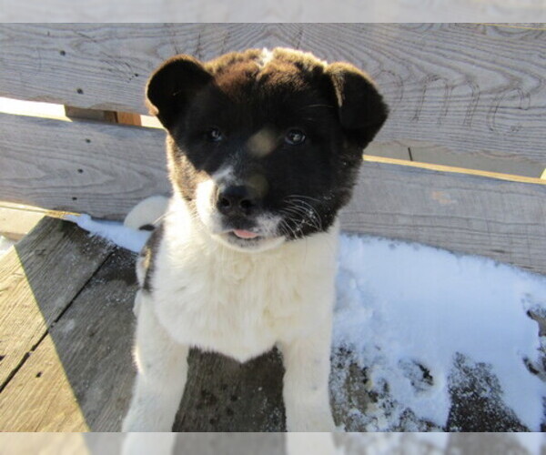 Medium Photo #2 Akita Puppy For Sale in HUDSON, MI, USA