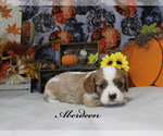 Small Photo #2 Cavalier King Charles Spaniel Puppy For Sale in CHANUTE, KS, USA