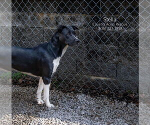 Stella - Female Retriever -Unknown Mix Dog for Adoption - Photo #2