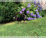 Small #25 Mutt