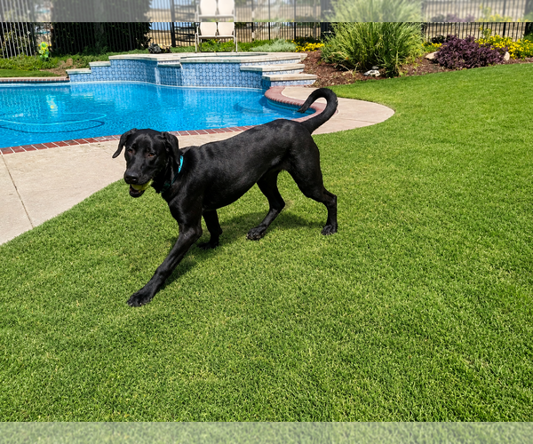 Medium Photo #3 Labrador Retriever-Unknown Mix Puppy For Sale in Clovis, CA, USA