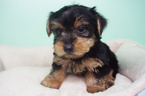 Small Photo #1 Yorkshire Terrier Puppy For Sale in LA MIRADA, CA, USA