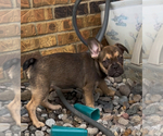 Small #7 French Bulldog