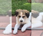 Small #2 Mutt
