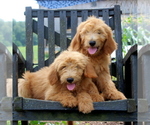 Small Photo #4 Goldendoodle Puppy For Sale in AIRVILLE, PA, USA