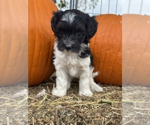 Bernedoodle (Miniature) Puppy for sale in LONGMONT, CO, USA