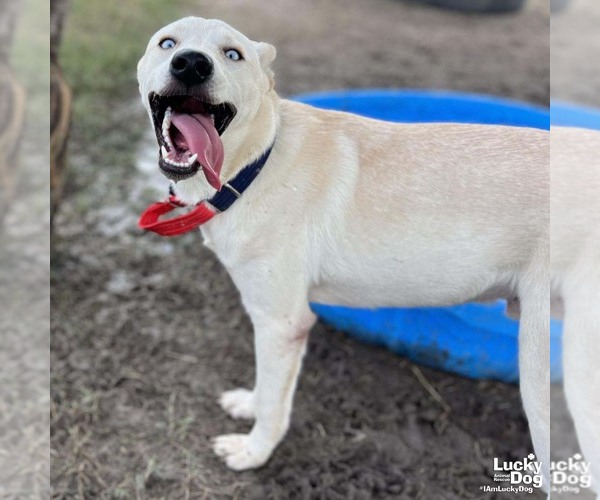 Medium Photo #3 Huskies -Whippet Mix Puppy For Sale in Washington, DC, USA