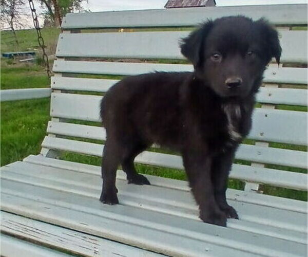 Medium Photo #1 Miniature Australian Shepherd Puppy For Sale in MILTON, WI, USA